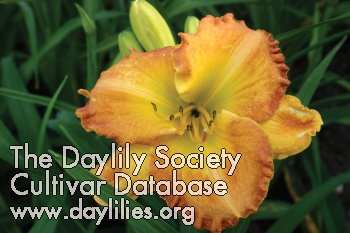 Hayfield Spice AHS image
