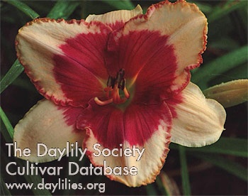 Hawaiian Highlight AHS image