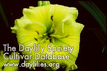 Canary Yellow Corvette AHS image