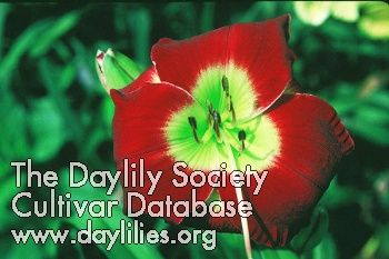 July Rhapsody AHS image