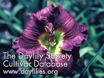 Purple Challenger AHS image