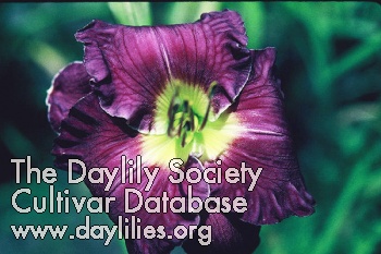 Purple Hibiscus AHS image