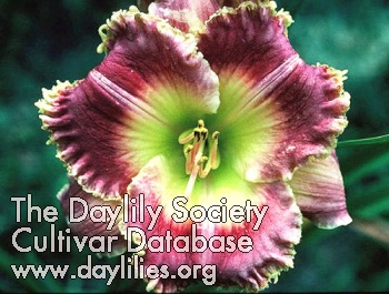 Wild Strawberry AHS image