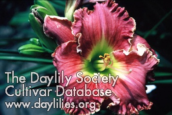 Cranberry Daiquiri AHS image