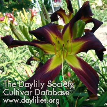 Small World I'm a Little Batty daylily bloom