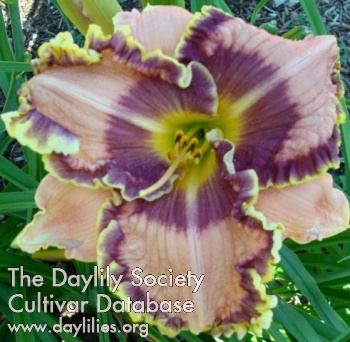 Dove's Delight AHS image