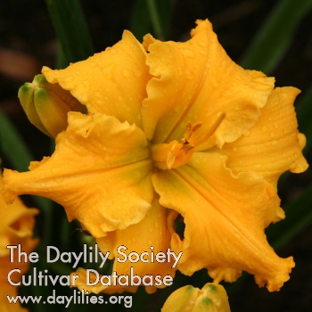 Yummy Yellow AHS image