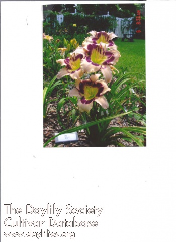 Sylvan Blueberry Thrill AHS image