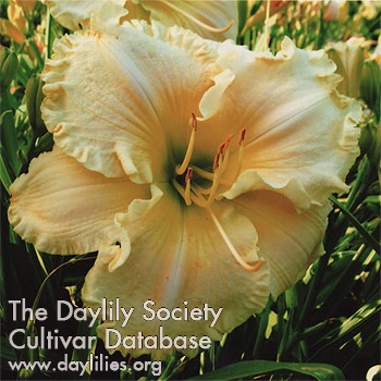 Finder's Delight AHS image