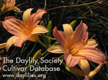 Charleston Peachy Petals AHS image