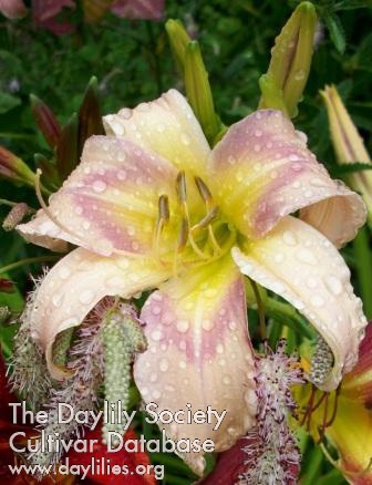 Society Pearl AHS image