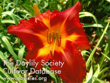Discover the Ohio Buckeye AHS image