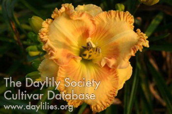 Tropical Tango AHS image