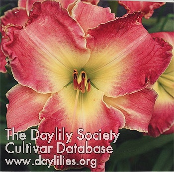 The Rose AHS image