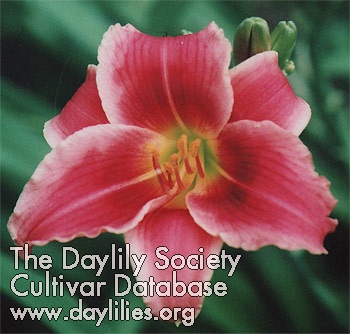 Deidre Ryon AHS image