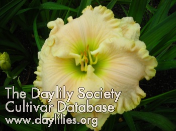 Dove of Peace AHS image