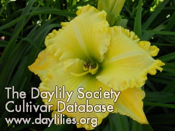 Dorothy Wolf