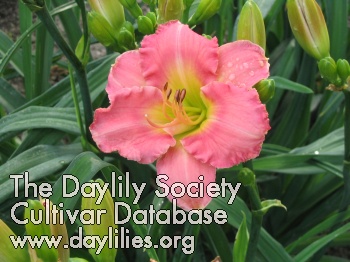 Lily Kate Webb AHS image