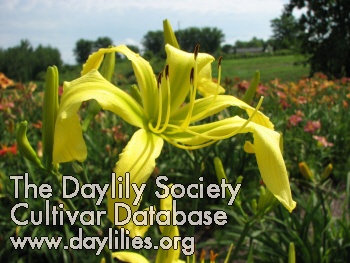 Mygale Danse AHS image