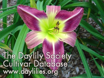 Lacy's Majestic Royal Purple AHS image
