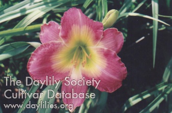 Ripe Juicy Peach AHS image
