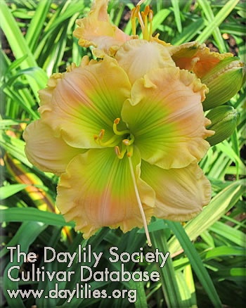 Butterscotch Beauty AHS image