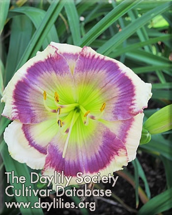 Pansy Pattern AHS image