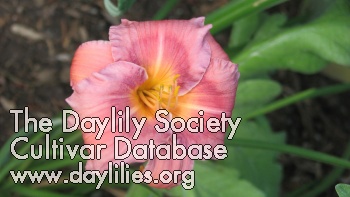 Midnight Delta Dawn AHS image