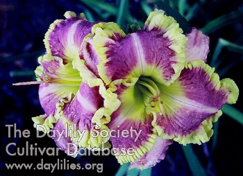 Lavishly Adorned AHS image