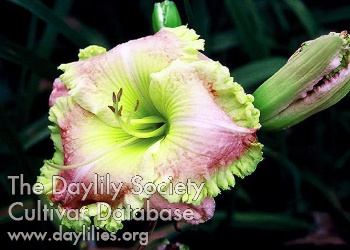 Pink Margarita AHS image