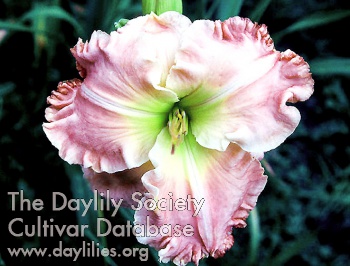 Pink Superstar AHS image