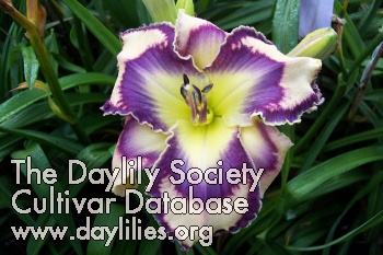 Naked Water - American Daylily Society