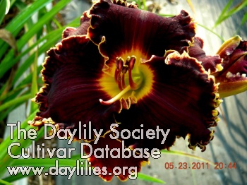 Spacecoast Devil's Disciple AHS image