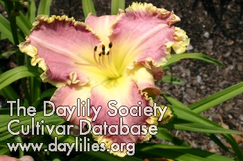 Dixie Daydream AHS image