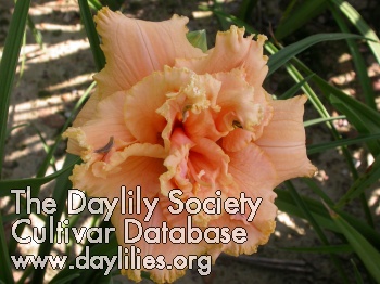Double Diamond AHS image
