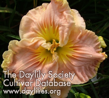 Dixie Sweetheart AHS image
