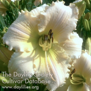 Asheville Summer Breeze AHS image
