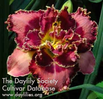 Duke of Suffolk AHS image