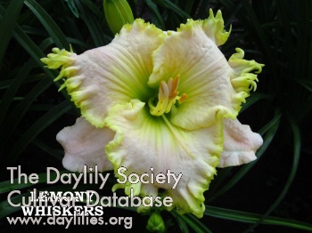 Lemony Whiskers AHS image