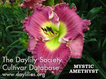 Mystic Amethyst AHS image