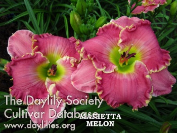 Marietta Melon AHS image