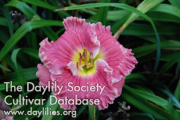 Ruffled Pink Perfection AHS image