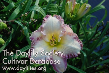 Orchid Island AHS image