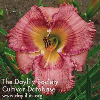 Debonair Darling AHS image