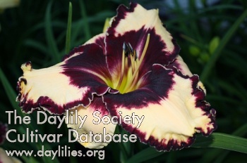 Jammin's Black Eyed Dazzler
