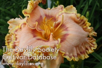 Jammin's Peach Martini AHS image
