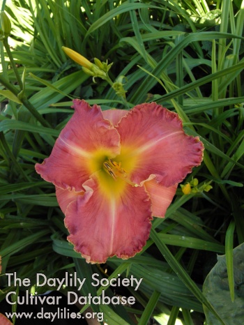 Fancy Frohlich AHS image