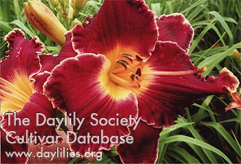 Dee Whittlesey AHS image