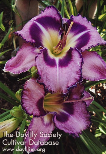 Lily Sarah AHS image