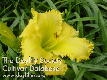 Thorny Issues AHS image
